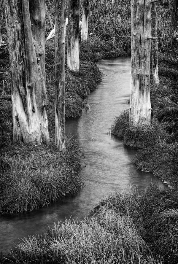 Bobbie socks trees and stream