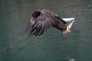 Bald eagle (Haliaeetus leucocephalus) grabs a meal while on the wing