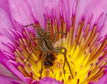 Portrait of Spider Suffocating Bee in Lotus Flower
