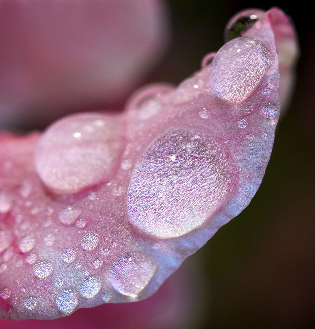 Water Drops on a Pink Petal