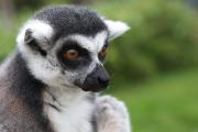 Portrait of Ring Tailed Lemur (Lemur catta)