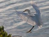 Snowy Egret (Egretta thula) Landing