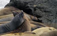 Northern Elephant Seals (Mirounga angustirostris) molting,  Piedras Blancas rookery, California Cent