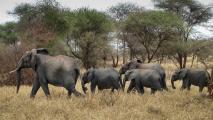 Male African Elephant (Loxodonta africana) Leads Family Through Savanna in East Africa