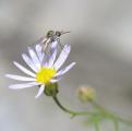 Very Tiny Bee Fly (Geron calvus, in the Bombyliidae Family) Alights on Mountain Daisy