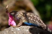 Western fence lizard displays blue belly & adorns rock with flower petals to attract female