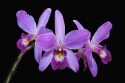 Three Purple Orchids