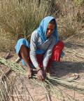 Indian Woman Braiding Reeds for Baskets, Bund Baretha, India