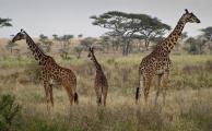 Family of Masai Giraffe (Giraffa camelopardalis tippelskirchi) Keeps Vigilant Watch in Every Directi