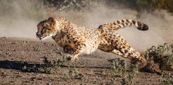 Cheetah (Acinonyx jubatus) accelerates from turn using tail for balance