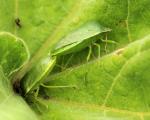Mating and Drinking Female Stink Bug aka Green Vegetable Bug (Nezara viridula) Drags Male Around