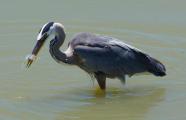 Great Blue Heron with catch