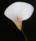 The Cala Lily