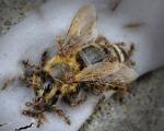 Odorous house ants (Tapinoma sessile) Scavange Fallen Honey Bee