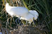 Snowy Egrets tending Nestin Palo Alto Baylands-Egretta Thula