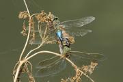 Connon Green Darner Dragonflies (Anax junius) premating behavior