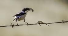 Loggerhead Shrike, Lanius ludovicianus, impales frog on barbed wire, then eats at leisure