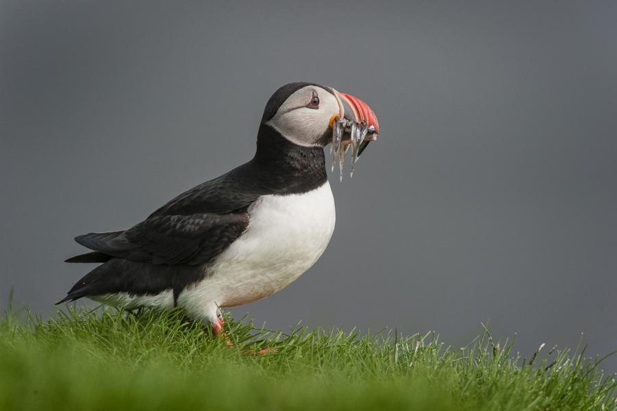 Strong beak and barbed tongue allow the Atlantic Puffin (Fratercula arctic) to arrive back at burrow