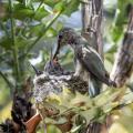 Anna's Hummingbird (Calypte anna) Feeds Young