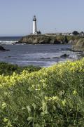 Lighthouse and Mustard