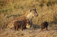 Alpha male Hyena is the only male allowed with very young pups (Crocuta crocuta), Tanzania, Africa