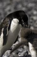 Adelie Penguin Adult feeding Chick in Antarctica