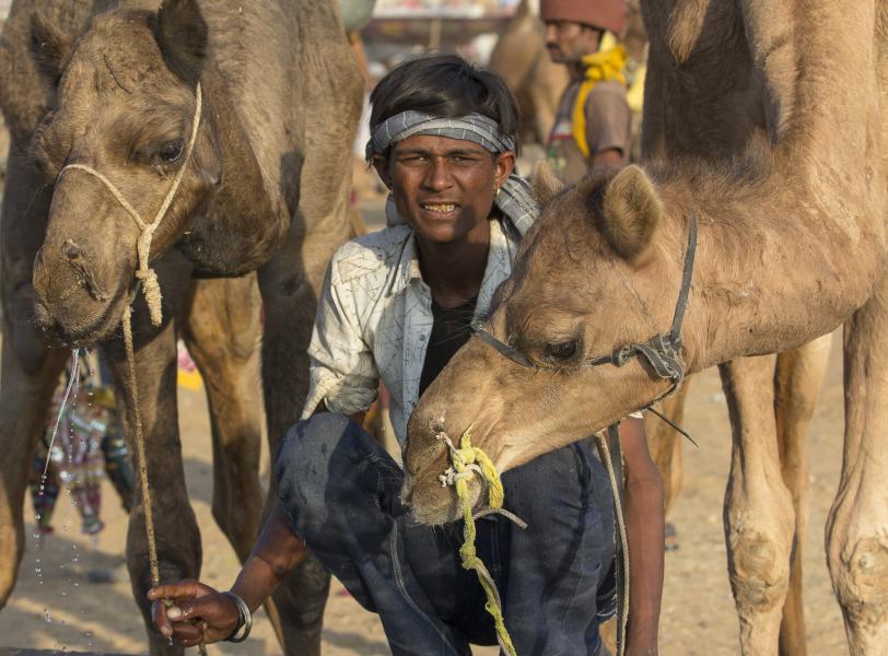 Camel Herder At The Watering Hole Pushkar India