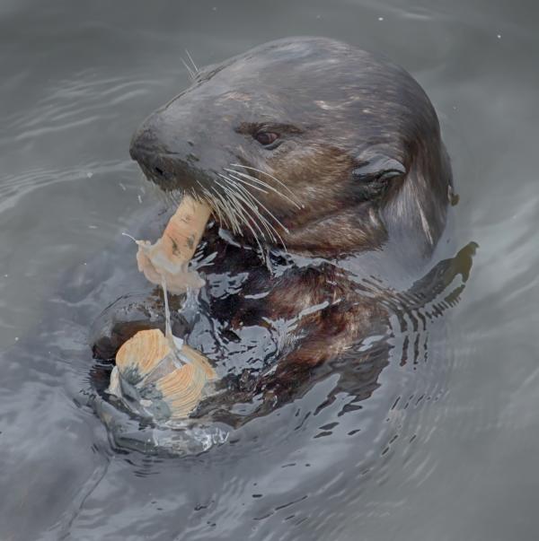 Sea Otters (Enhydra lutris) eat about 25 percent of their body weight each day and this one used a rock to smash open this Gaper Clam (Tresus capax) on its belly