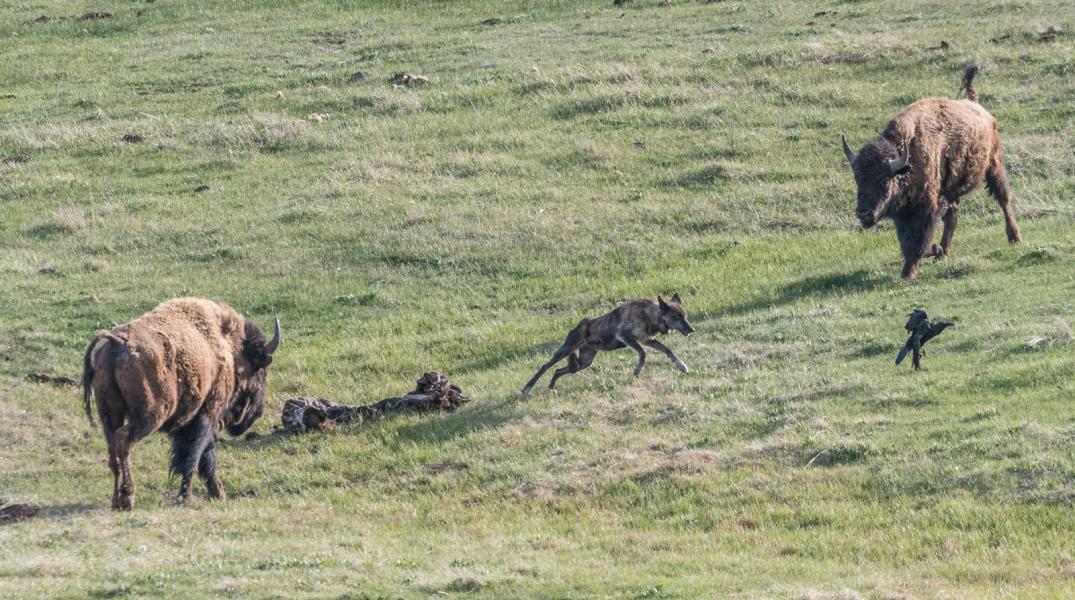 Two BIson (Bison bison) chasing Grey wolf (canis lupus) and Common Raven (Corvus corax) off bison carcass.