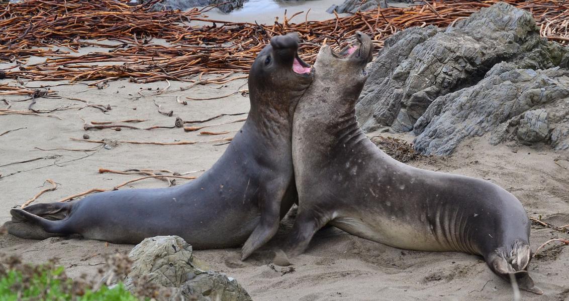 Two Bull Elephant Seals (Mirounga angustirostris) rear up on their foreflippers and fight for dominance.