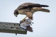 Red Tail Hawk (Buteo jamaicensis) strips a pigeon (Columbidae) of its feathers prior to eating it.
