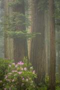 Redwoods and Rhododendrons