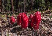 Snow Plant (Sarcodes sanguinea) erupts from ground during snow melt in Yosemite National Park