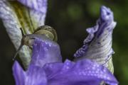 A small garden snail (Helix aspersa) eats the tender new petals of a Douglas Iris (Iris douglasiana)
