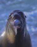 Galapagos Sea Lion (Zalophus wollebaeki) Swallows Large Fish Whole Head First
