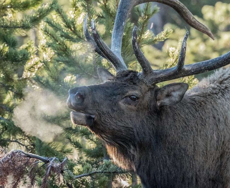 Rocky Mountain Elk (Cervus elphus nelsoni) Bugling earling morning during the rutting season Yellowstone National Park