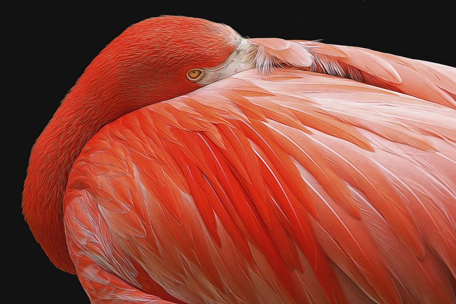 The Eye of the Flamingo