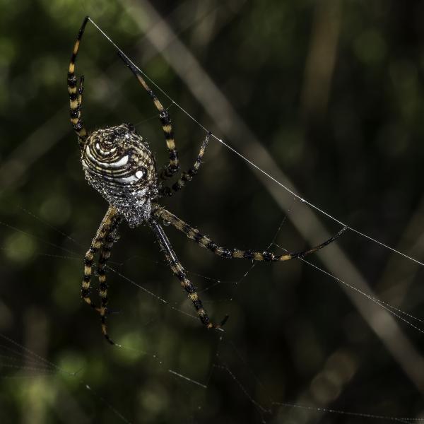 Argiope trifasciata (Banded Garden Spider)  finishes the day's new web, having eaten the one from the previous day.