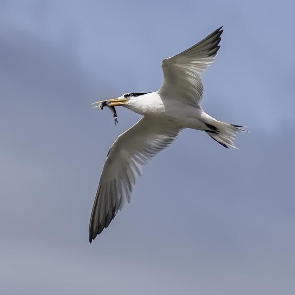 The Caspian Tern (Hydroprogne caspia) feeds on fish caught by diving.