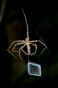 Net-casting Spider (family Deinopidae) Working On It's Net, Masoala National Park, Madagascar