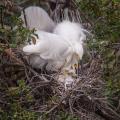 Snowy Egret (Egretta thula) parents in mating plumage look after their newly hatched chicks.