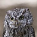Portait of Flammulated Owl