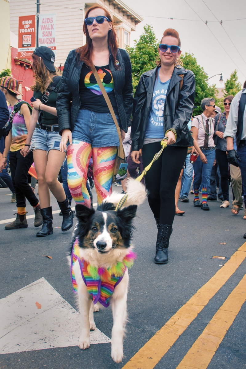 Dog dressed in the spirit for a San Francisco Pride Parade Event on Valencia Street, June, 2017.