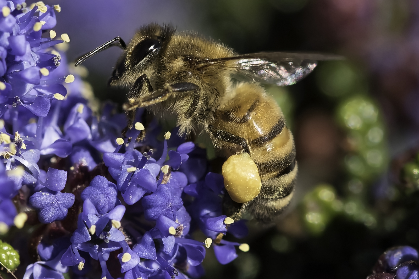 Honeybee (Apis mellifera) collects pollen to feed young in the hive.  Mixing grains with nectar, she brushes them to concave pollen baskets on her legs. Stiff hairs help hold the mix in place.
