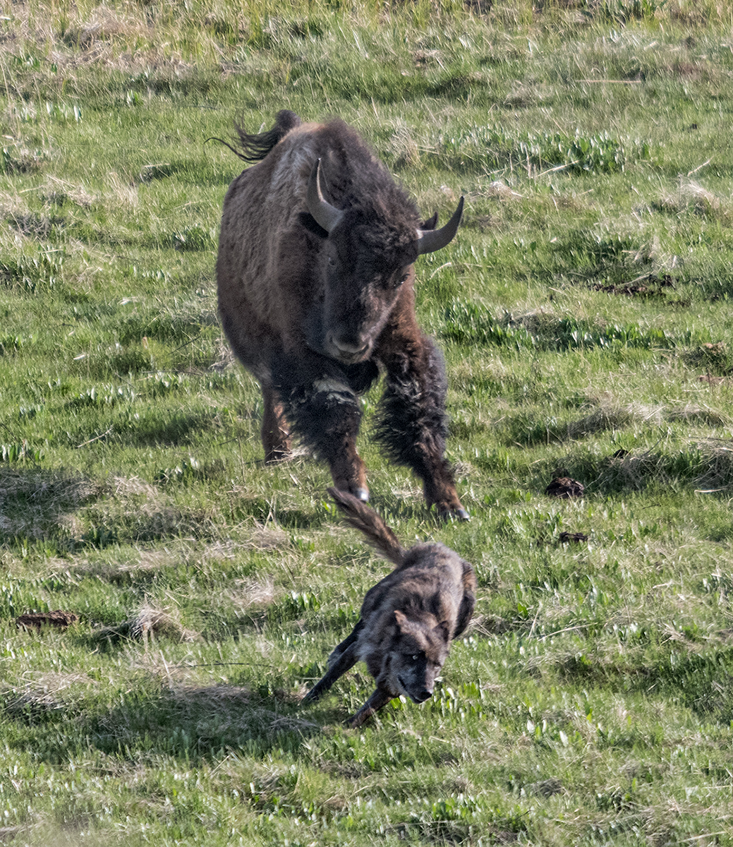 Angry American Bison chasing Grey Wolf in the Lamar Valley Yellowstone National Park
