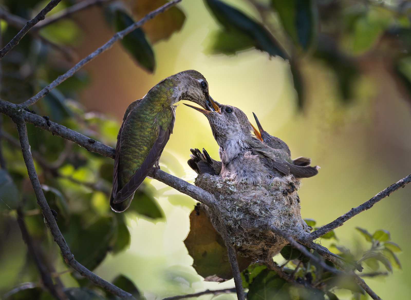Female Anna's hummingbird (Calypte anna) feeds her young by lowering her bill into their open mouths and regurgitating a mixture of nectar and insects. She will feed them about 4-6 times an hour.