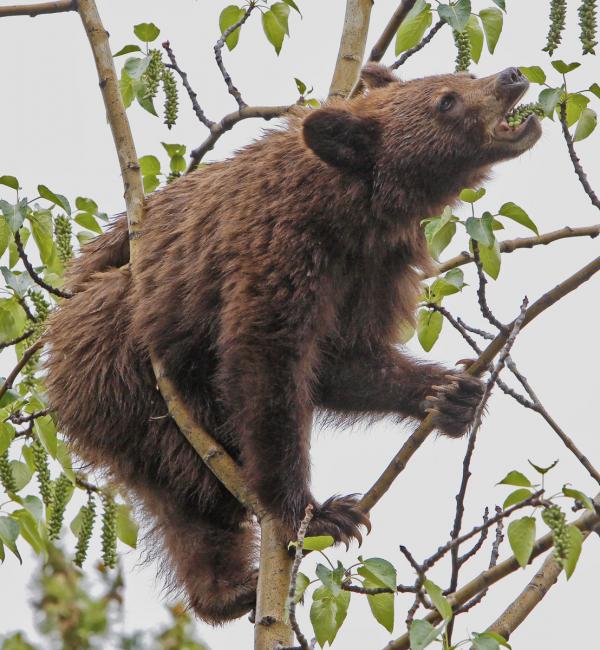 Brown Bear (Ursus arctos) Climbs Tree to Feed, Alberta, Canada