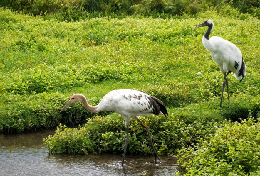Japanese Cranes (Grus japonensis) nearly became extinct in Japan due to hunting and habitat destruction. However, conservation efforts have worked so this juvenile crane (front) may reach adulthood.