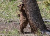 Black Bear Cub Scratching itself on a tree Yellowstone National Park