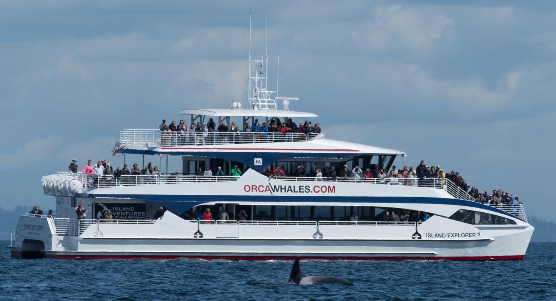 Guests abord the Island Explorer 5 viewing an Orca on an Orca watching trip in the San Juan Islands, Washington